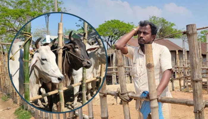 পান খেয়ে ১৮ লাখ টাকা খোয়ালেন গরু ব্যবসায়ী