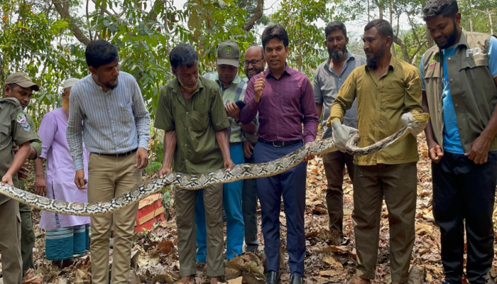 ১৪ ফুট লম্বা অজগর বনে অবমুক্ত