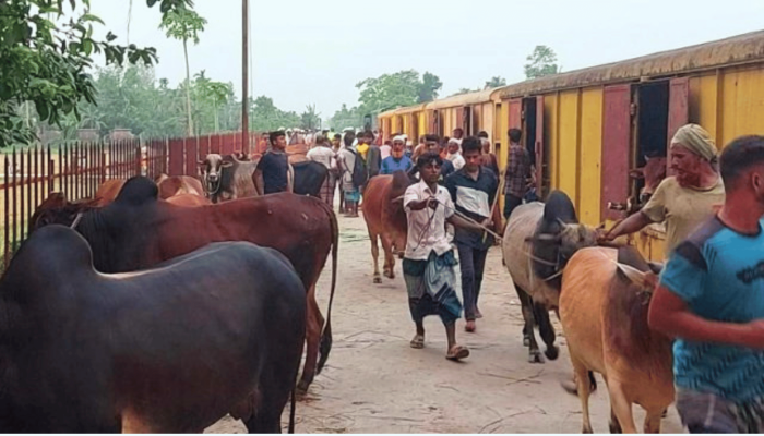মাত্র ৫০০ টাকায় ঢাকায় যাবে গরু, ক্যাটল ট্রেনের সব ওয়াগন বুকিং শেষ