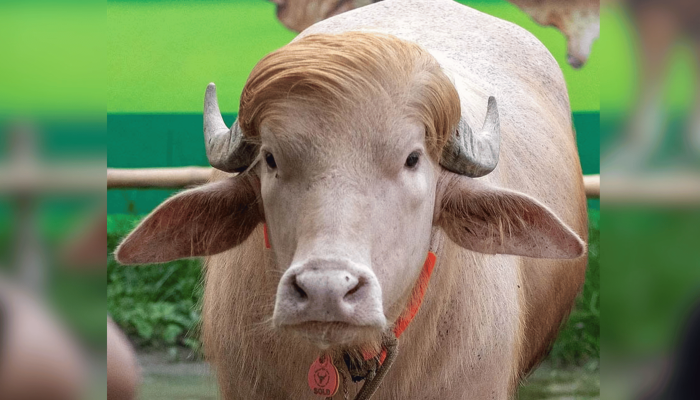 রয়টার্স থেকে নিউইয়র্ক পোস্ট: বিদেশি মিডিয়ায় নারায়ণগঞ্জের মহিষ ‘ডোনাল্ড ট্রাম্প’
