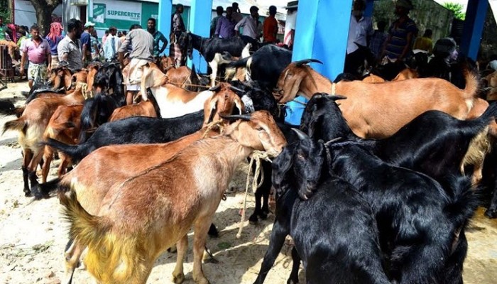 ছোট খাসিও ১৭-২০ হাজার, চড়া দামে হাটে গিয়ে হতাশ ক্রেতারা
