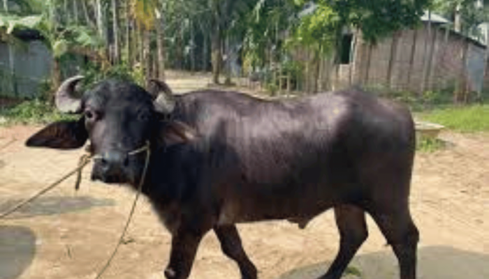 কোরবানির হাটে  মহিষের আক্রমণে দুজনের মৃত্যু