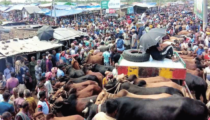 কোরবানির হাটে বিবাদ:  ভাগনেকে বাঁচাতে গিয়ে প্রাণ গেল মামার