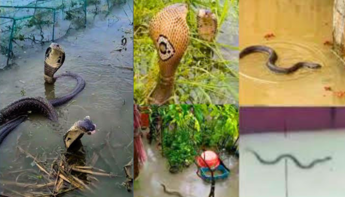 বাঁশখালীতে বন্যার পর সাপের উপদ্রব, দংশনের শিকার অন্তত ৩৫