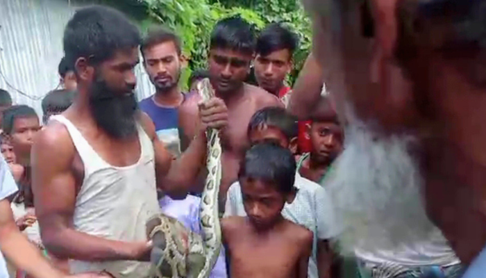কুড়িগ্রামে লোকালয় থেকে ১০ ফুট লম্বা অজগর উদ্ধার