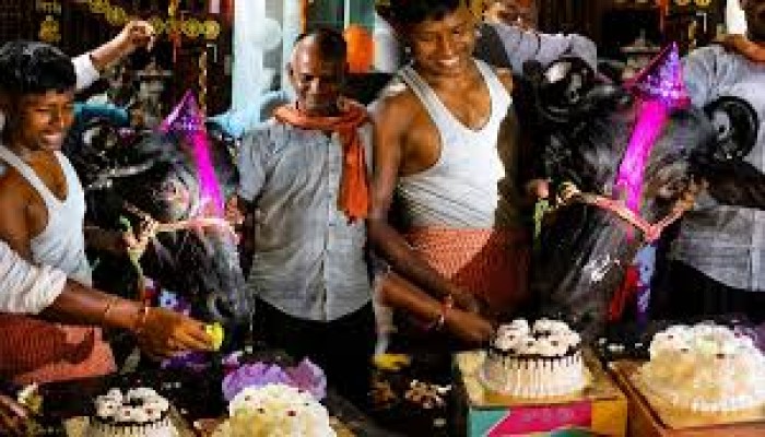 মাথায় ‘বার্থডে টুপি’, জোড়া কেক কেটে মহিষের চতুর্থ জন্মদিন উদ্‌যাপন